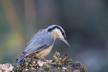 Nuthatch at a woodland feeding site