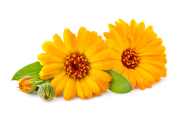 Calendula. Flowers with leaves isolated on white background closeup.