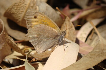 Meadow Brown (Maniola jurtina)