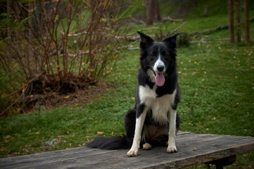 Border Collie bitch playing in the field