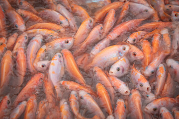 Local floating fish farm in Vietnam on the Mekong Delta used to farm tilapia. 