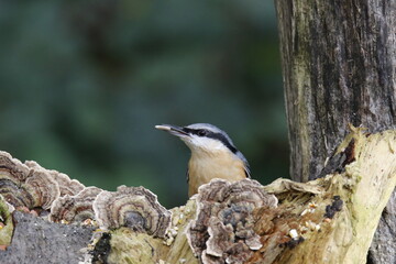 Nuthatch at a woodland feeding site