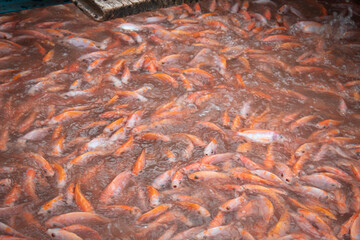 Obraz na płótnie Canvas Local floating fish farm in Vietnam on the Mekong Delta used to farm tilapia. 