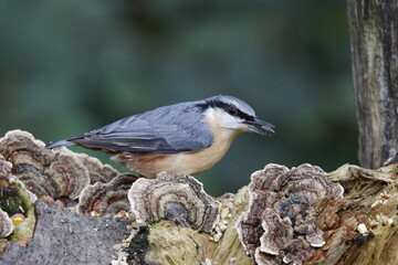 Nuthatch at a woodland feeding site