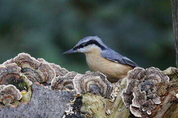Nuthatch at a woodland feeding site