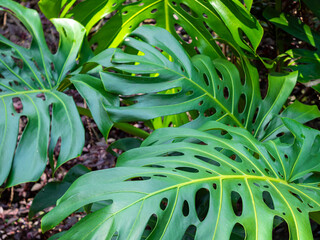 Obraz premium Large-Leafed Plant with Holes Called the Cheese Plant (Monstera deliciosa)