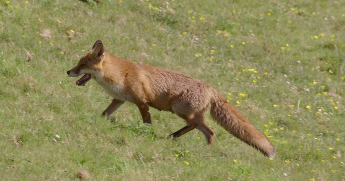 Red fox walking in field, Compton Abbas, Dorset, UK