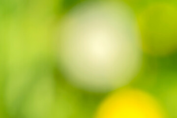Obraz premium green bokeh background
