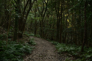 Dongbaek-dongsan(forest park) in Jeju, Korea is a good forest for taking a walk even in winter.