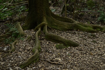 Roots from a tree are out on the ground.