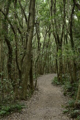 Dongbaek-dongsan(forest park) in Jeju, Korea is a good forest for taking a walk even in winter.