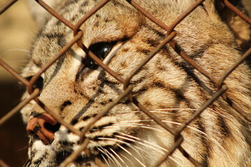 Lince © LuisAngel