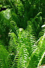 Bush of green fem leaves in the wood