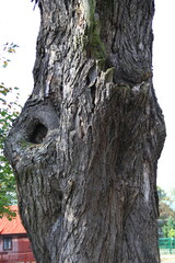 Stary i Nowy Miękisz 