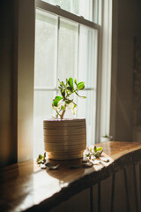 plant lifestyle home decor