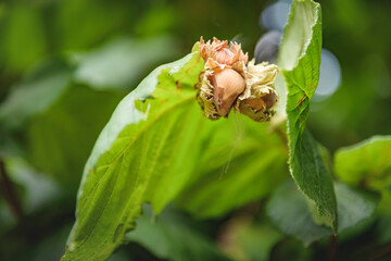 Young hazelnut growing on the tree