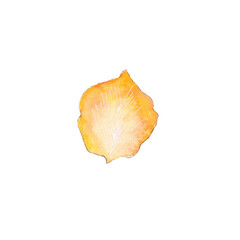 Hand painted watercolor yellow petal illustration for romantic designs