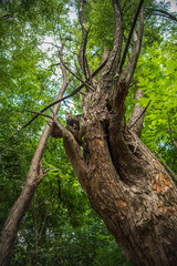 Fototapeta na wymiar Great old tree in the forest, closeup