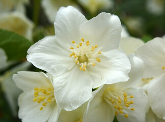 Fototapeta na wymiar Jasmine blooms in the garden