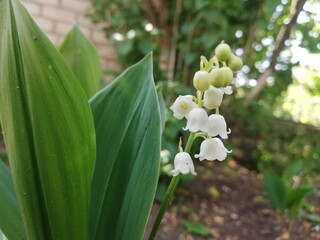 lily of the valley