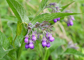 In the meadow, the comfrey (Symphytum officinale) is blooming