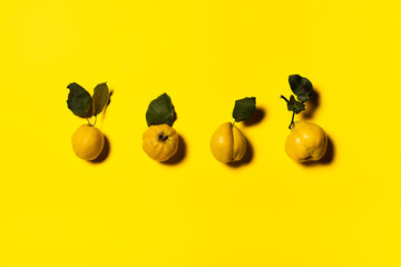 Organic quince apples row on yellow background