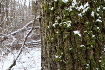 tree covered with moss, winter forest atmosphere, first snow