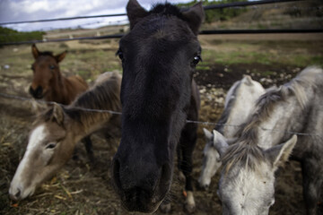Obraz premium Horse in stable