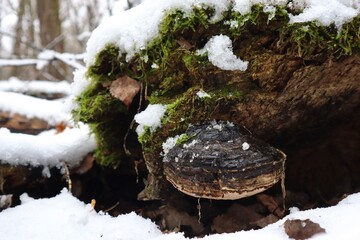 Winter fungus 