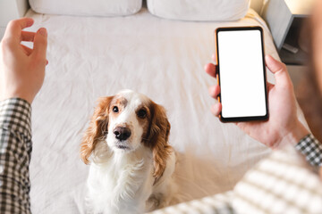 Dog training with a smartphone app at home. Life with pets, man developing concentration skills with a spaniel dog, training program for pets