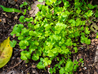 Small Green Herbs Known as Coriander (Coriandrum sativum), and also as Chinese Parsley, Dhania or Cilantro in South American Countries