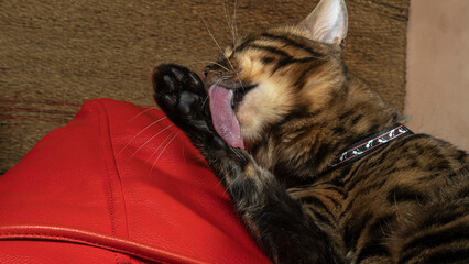 Beautiful feline cat licking himself at home. The bengal cat washes, licks a paw. Domestic animal.