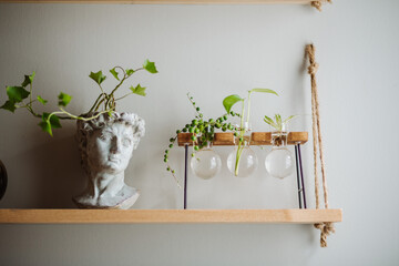 plant lifestyle home decor