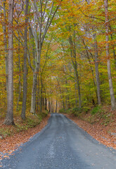 Fototapeta premium Country Road in the hills of Maryland