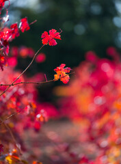 Vineyard in aturmn, La Rioja, Alava, Basque Country, Spain, Europe