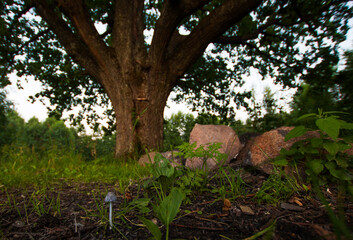 Close up view of mushrooms on the green meadow, huge oak tree and stones background.