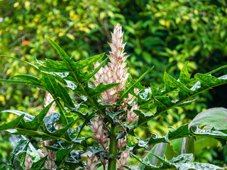 Red Ginger, also called Ostrich Plume and Pink Cone Ginger (Alpinia purpurata), Pink Flower in a Garden in Medellin, Colombia