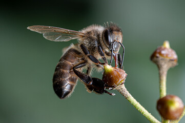 Abeja sobre flor