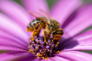 Abeja con polen sobre una flor