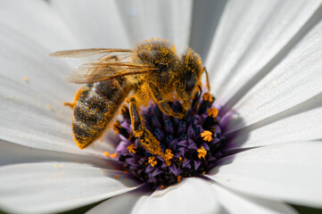 Abeja con polen sobre una flor