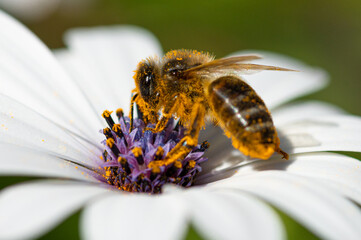 Abeja con polen sobre una flor