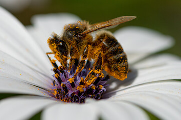 Abeja con polen sobre una flor