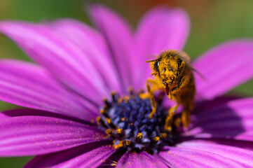 Abeja con polen sobre una flor