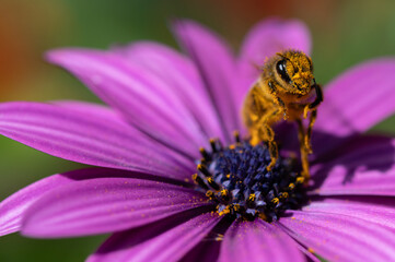 Abeja con polen sobre una flor