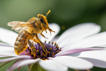 Abeja con polen sobre una flor