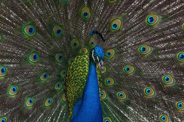Fototapeta premium Beautiful Indian peacock (Pavo cristatus) with tail feathers in full display.