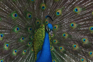 Beautiful Indian peacock (Pavo cristatus) with tail feathers in full display.