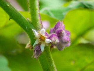 Flower of Naranjilla or Lulo (Solanum quitoense), An Acidic Fruits in a Garden