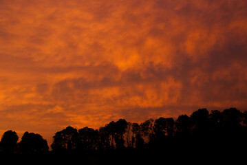 Sunrise view with black tree silhouettes and pink cloudy sky background.