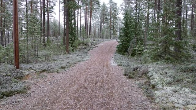 trail in the woods in winter, covered in frost